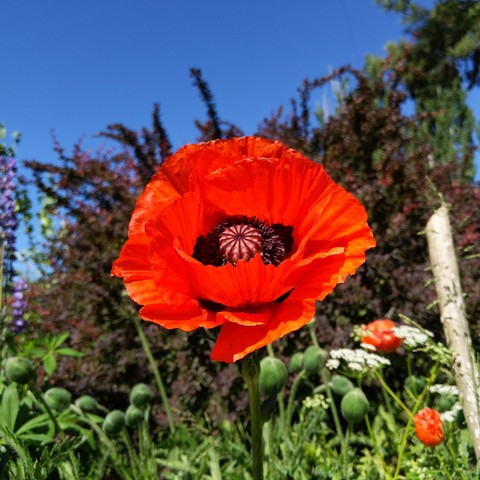 An oriental poppy in the full sun on a clear blue day in the mid afternoon.