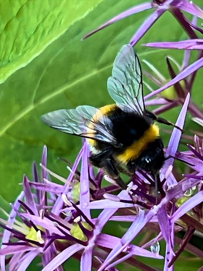 Foto einer Hummel im Großformat auf einer Lauchblüte und dahinter ein grünes Blatt in Umrissen