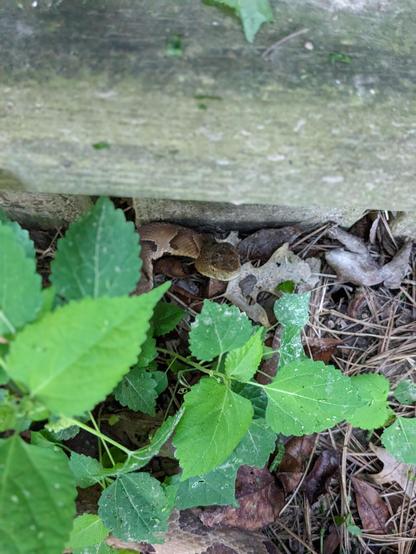 A young copperhead snake peeking out from behind some plant cover by a fence.
