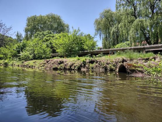 The banks of a brook with a large moss covered drain pipe and a boardwalk along the top winding between trees and shrubs and other greenery.