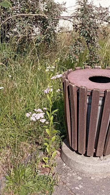 Anderer Blickwinkel auf den Müllkübel, Wildkräuter 