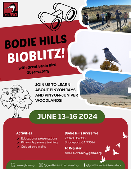 Flyer with photos of a group of birders, a Pinyon Jay, and some lovely scenery. It reads "Bodie Hills Bioblitz! with Great Basin Bird Observatory. Join us to learn about pinyon jays and pinyon-juniper woodlands! June 13-16 2024. Activities include educational presentations, pinyon jay survey training, and guided bird walks. Location: Bodie Hills Preserve, 73340 US-395, Bridgeport, California 93514. To register email outreach@gbbo.org