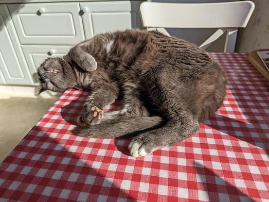 A grey cat laying on the side with his head outside the the edge of the table, appearing to bask in the warmth of the sun light