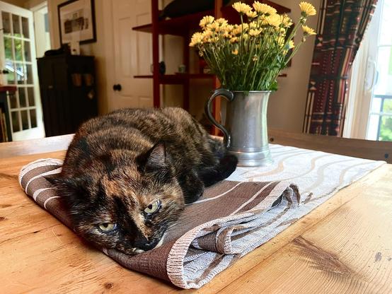 An old tortie snuggles a table runner on an old farmhouse table, in front of a pewter tankard with yellow flowers. She sports a world-weary look, befitting of her advanced years.