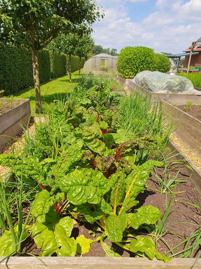 Im Vordergrund u.a. Mangold und Zwiebeln in Hochbeeten. Im Hintegrund ein Tunnelgewächshaus.
