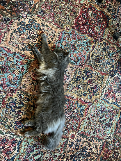 Picture of Claude, a long hair grey cat stretched out on a rug 