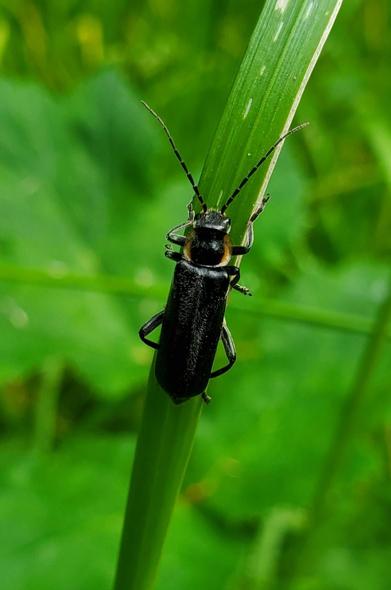 Het zwarte langwerpige insect op een stuk riet, omhoogkruipend. Het middendeel heeft aan beide kanten een lichtgele rand