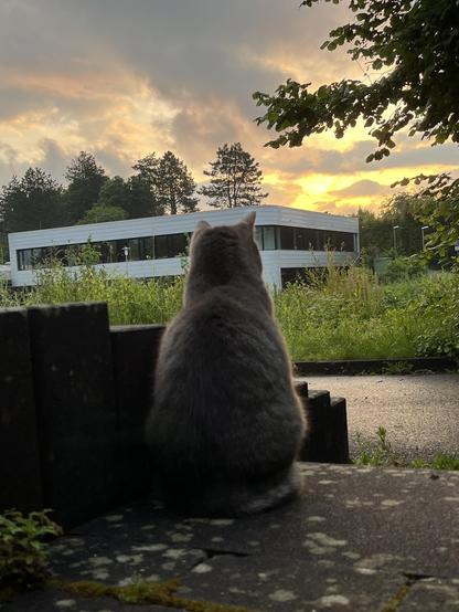 Graue Katze sitzt auf der Vorgartentreppe und betrachtet - im Hintergrund - den Sonnenaufgang