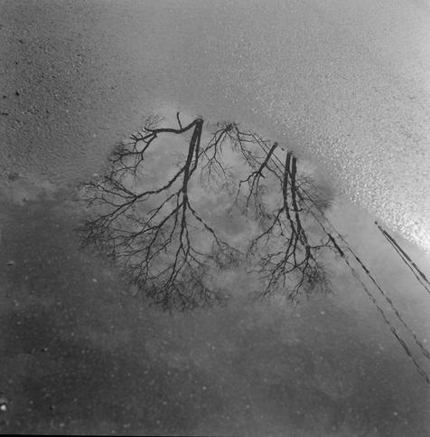 Square black and white photo of a leafless tweet, utility wires, and a cloudy sky reflected upside down in a puddle with some wet road surface visible in the upper third of the image.