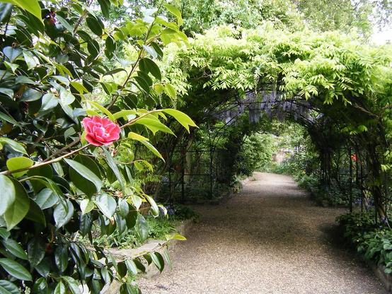 A footpath in a lush green park in London, England. In the foreground is a single red camellia flower, and the pathway continues under a bower covered in wisteria which has not yet started blooming.