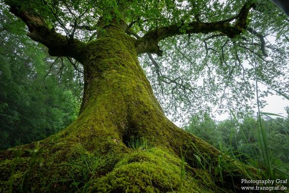 A majestic tree stands tall in a lush green forest, its trunk covered in a thick layer of vibrant green moss. The moss adds a sense of age and character to the tree, creating a beautiful contrast against the dark grey bark. The tree appears to be part of an old-growth forest, with a natural landscape surrounding it. The image captures the tranquility and beauty of the outdoors, showcasing the wonders of nature. The scene evokes a sense of peace and serenity, inviting viewers to immerse themselv…