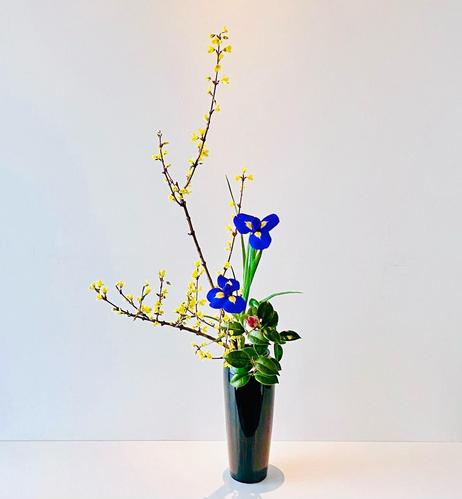 Deep blue irises, complimented by delicate branches of yellow flowers, accentuating the yellow interiors of the iris petals.