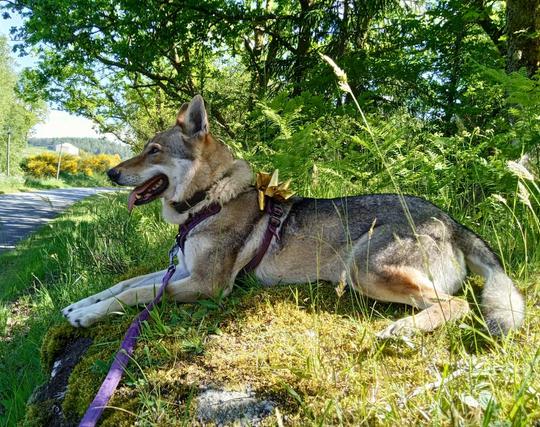 A large brown and grey dog with wolf markings lies on a mossy boulder next to a road. A riot of green plants surround her, oak trees above. She wears a purple harness, topped with a gold bow.