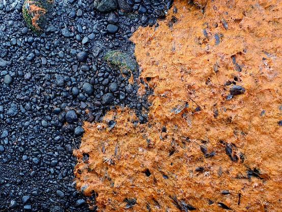 Red algae and black volcanic rocks at the southern coast of Jeju Island, South Korea
