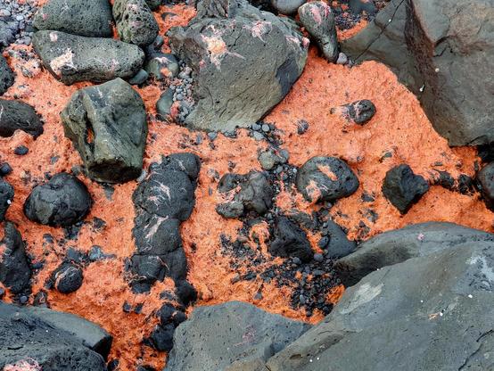 Red algae and black volcanic rocks at the southern coast of Jeju Island, South Korea