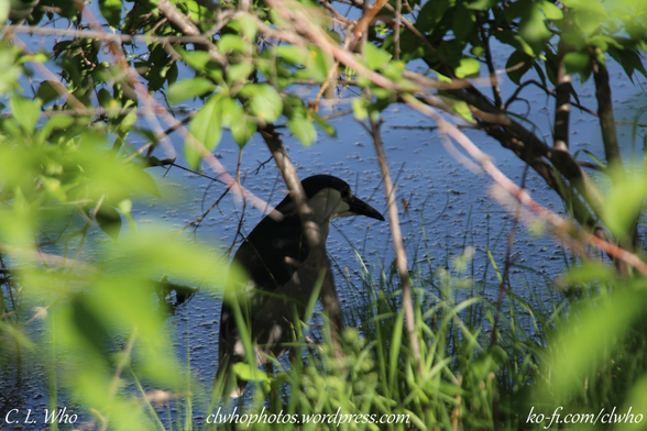 Black-crowned Night Haran in the shade