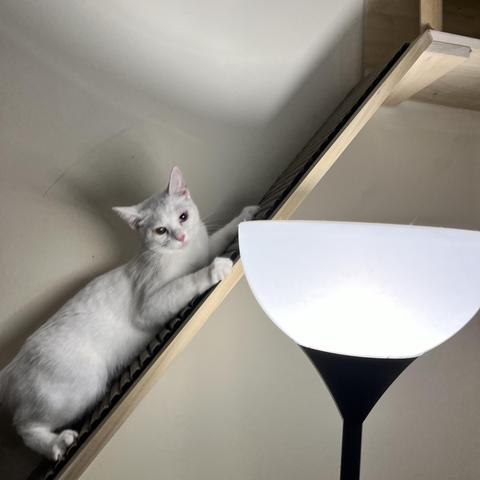 a whit cat looks at us from the diagonal ramp of a wall cat structure, a white floor lamp on in the foreground