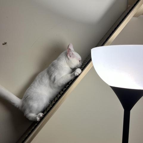 a whit cats her face pressed to the diagonal ramp of a wall cat structure, and her tail straight up at 90 degrees from her body; a white floor lamp is on in the foreground