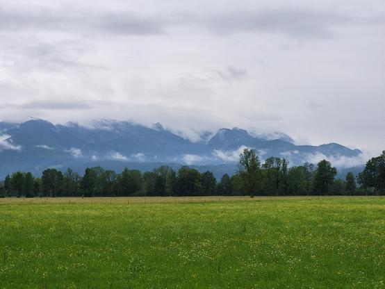 A serene and picturesque scene unfolds before us in this image, showcasing a vast field of lush green grass stretching towards the horizon. Towering trees stand proudly in the foreground, their leaves rustling gently in the breeze. In the distance, majestic mountains rise up against the clear blue sky, their peaks shrouded in a light mist. The overall color palette is dominated by shades of white and green, creating a peaceful and harmonious atmosphere. This idyllic landscape evokes a sense of …