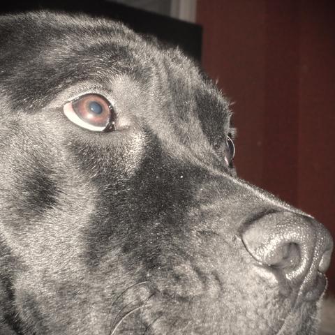 Close cropped side profile photo of a large black dog's head. The dog is looking up with big brown eyes.