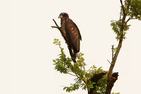 An eaglet is seen on a branch atop a tree near White Rock Lake, Monday, June 3, 2024, in Dallas. The eaglet was reintroduced to its nesting area near White Rock Lake over the weekend after falling from its nest during last week’s storms. (Elías Valverde II / Staff Photographer)