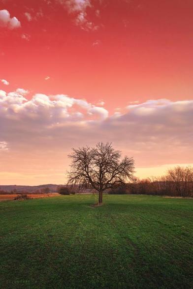 Bare lonely tree in the middle of the field beneath the red sky before the sunset.

It's the end of February. Winter is slowly coming to the end. There is no snow in the field and no leaves on the bare branches. The first hints of spring can be noticed only on the grass that has started to turn on fresh green. In the middle of the field stands only one lone tree with bare branches. Above all, there is the beautiful sky painted in warm red tones. Very soon the spring will come and brings all that beautiful colorful tones and vibrancy. I took this shot one late afternoon while I was walking in nature just a little bit before the sunset.

One sunny February day in Sumadija, central Serbia. From the Trees collection.