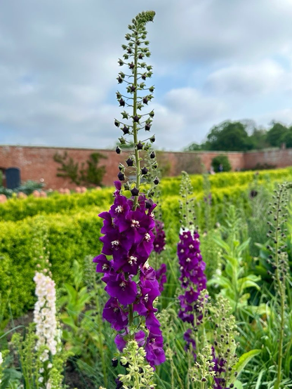 Tall stems covered in flowers, some purple, some pale pink, some white, growing in a flower bed in a walled garden.