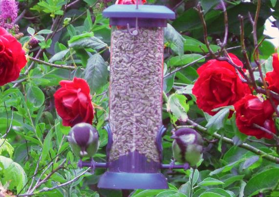 A pair of blue tits on a garden feeder with red roses and foliage in the background.