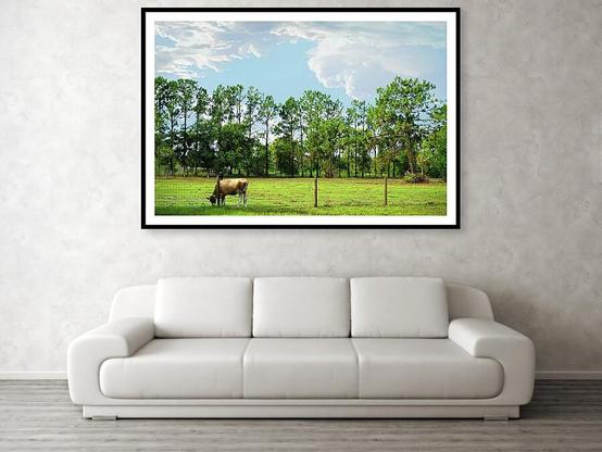 Cow grazing in a field with pine trees in the background by artist, photographer and poet Sharon Cummings.  Haiku in post.
