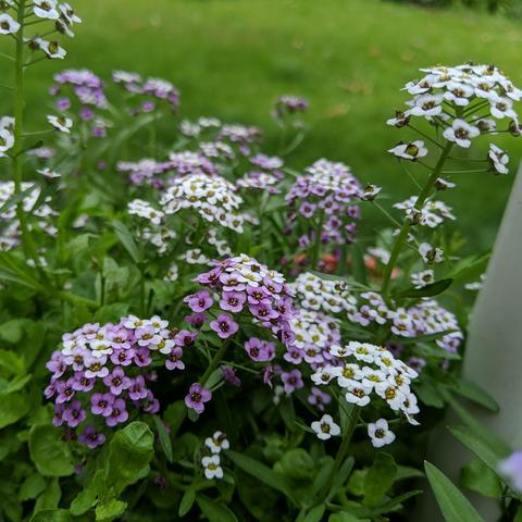 Lobularia maritima, alyssum. It is colored white to a light lavender. There are lobelia leaves visible besides the alyssum leaves.