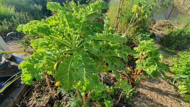 Kale plant. Head carried on a long, old stem.