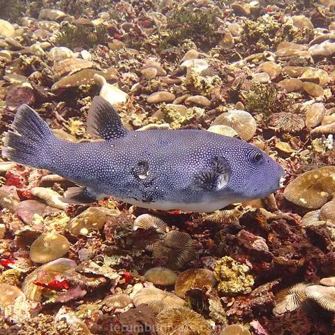 A blue sky Pufferfish on a coral reef