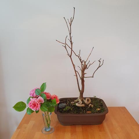 Dead ash bonsai, with rose. 