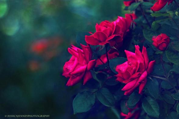 Vibrant red roses bloom against a backdrop of dark green leaves, creating a striking contrast. The flowers are in focus, while the background fades into a soft blur, giving the image a dreamy atmosphere.