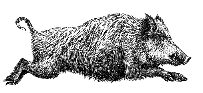 drawing of a wild boar