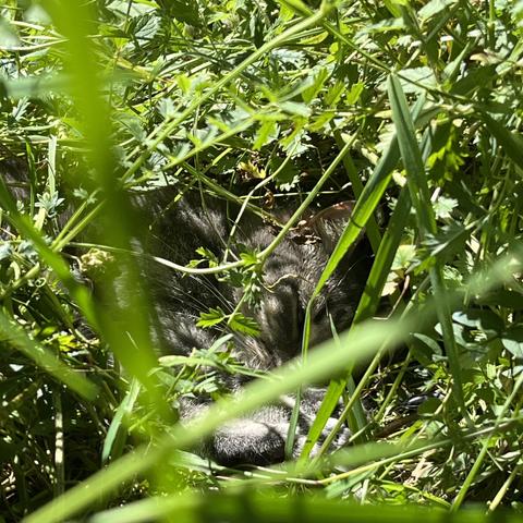 Eine sehr gut versteckte graue Katze in einer Höhle im hohen Gras.