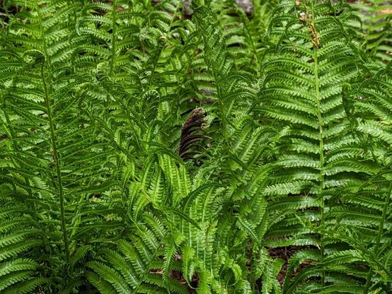 Ferns. Lots of Ferns