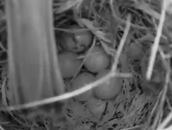 Blick ins Vogelnest, es liegen 5 kleine Eier zusammen.
Von oben ragt die Schwanzfeder des Feldsperling ins Bild, er dürfte gerade aus dem Loch nach draußen schauen.