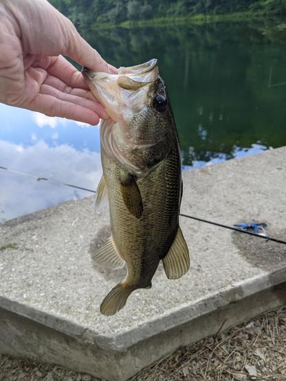 Photo of me holding a largemouth bass my partner caught. It's a pearlescent green with paler colors on the stomach. It was about 10 inches long.