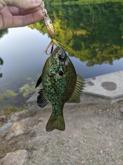 Photo of a redear sunfish I caught. It's a pretty pearlescent green and blue with a small red patch behind its ear. 