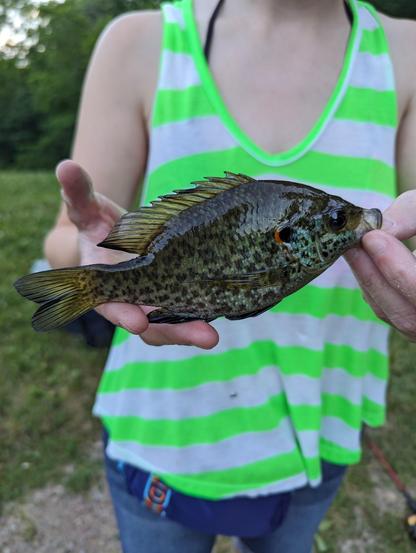 Photo of me holding a small redear sunfish I caught. It was a little over 6 inches long. 