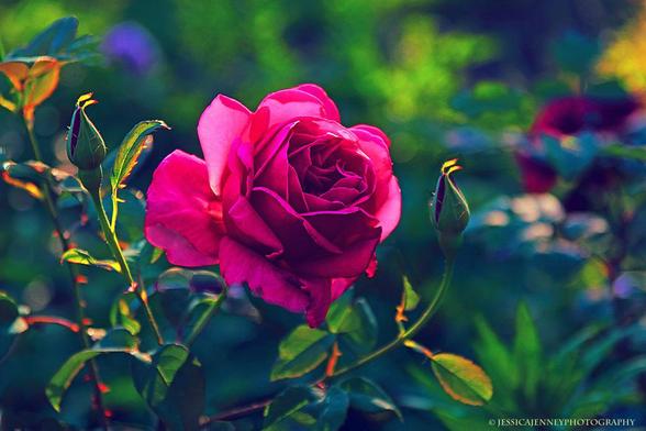 A vibrant red rose is in full bloom amidst a garden, its petals delicately unfurled. Surrounding the rose are several unopened buds and green foliage, with a hint of purple flowers in the background suggesting a diverse flora.