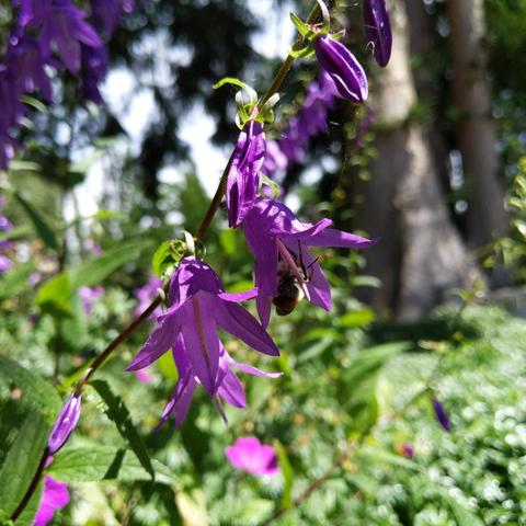 Blooming bellflowers with a bumble bee in one of them. The petals are hanging down and a bright blue-violet color. A ruffled bell shape.