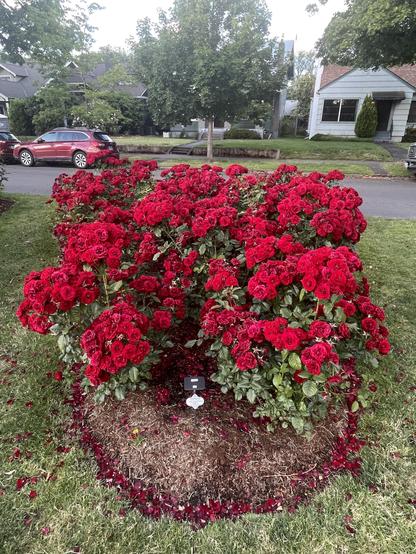 Lavaflow roses