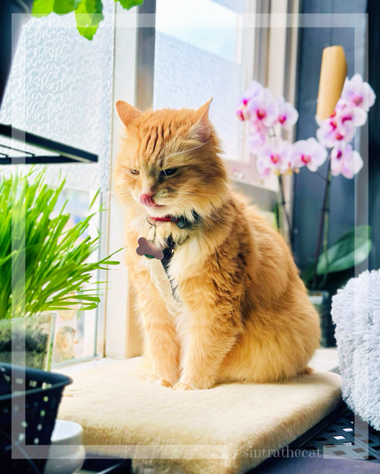 Cat is eating cat grass