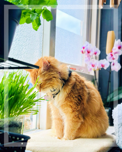 Cat is eating cat grass