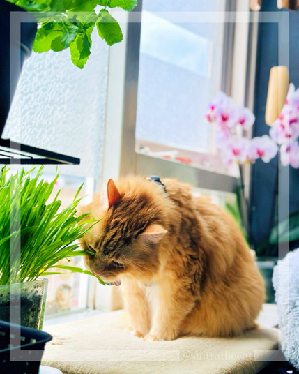 Cat is eating cat grass