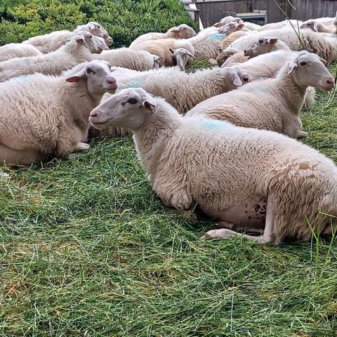 A picture of several white sheep lying down on some grass. Some are looking into the camera.