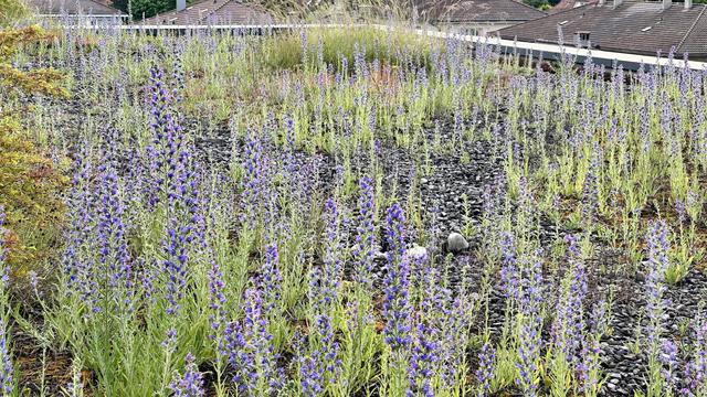 Dicht mit den hochstengligen, mit blauen Blüten gespickten Blumen bewachsene Dachterrasse.