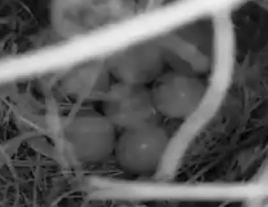 Blick ins Nest mit Nistkamera, da liegen sieben Vogeleier dicht beieinander, drumherum Grashalme als Nistmaterlial.